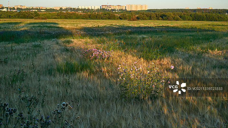 俄罗斯的草地风光图片素材
