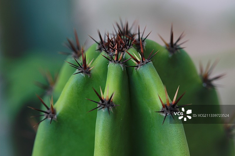 仙人掌特写，美国图片素材