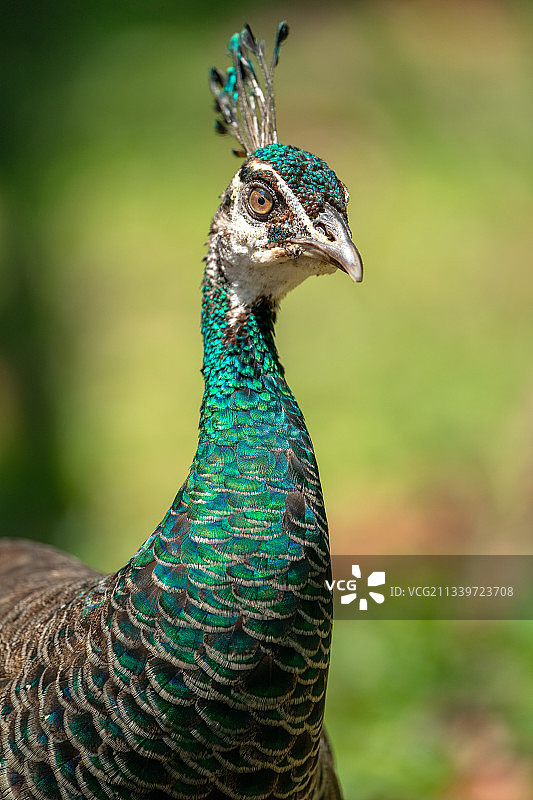 雌孔雀特写，新加坡圣淘沙图片素材