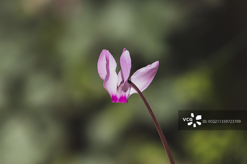 粉红色花朵的特写图片素材