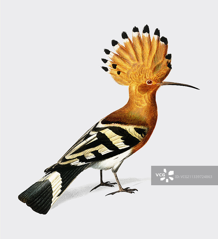 戴胜鸟图片素材