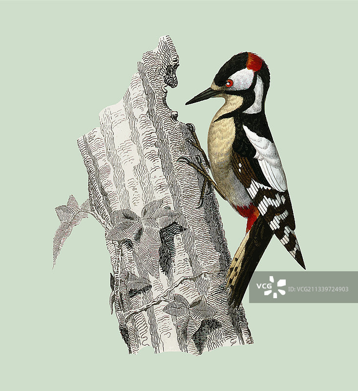 大斑啄木鸟图片素材