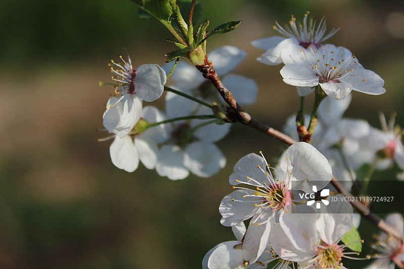 白色樱花的特写图片素材