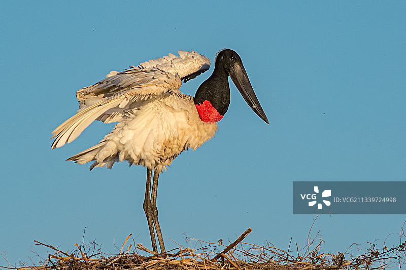 鹳鸟栖息在岩石上的特写图片素材