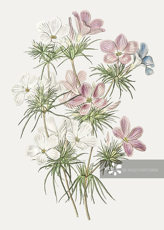 小丽花图片素材