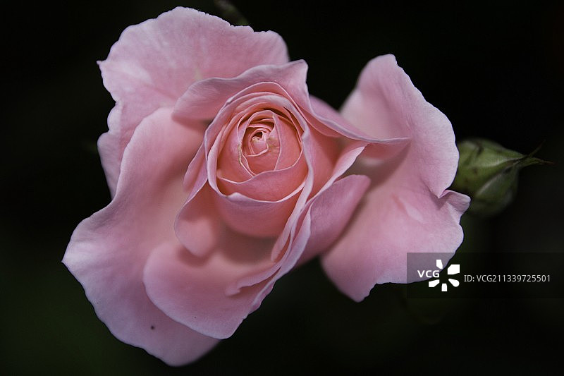 黑色背景下的粉色玫瑰特写图片素材