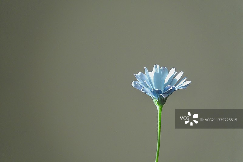 特写的白色开花植物图片素材