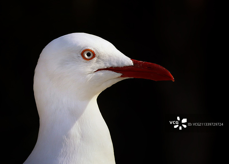 澳大利亚悉尼海鸥特写图片素材