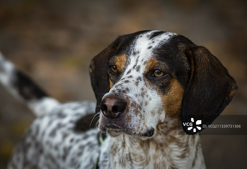 德国夸恩贝克狗狗特写图片素材