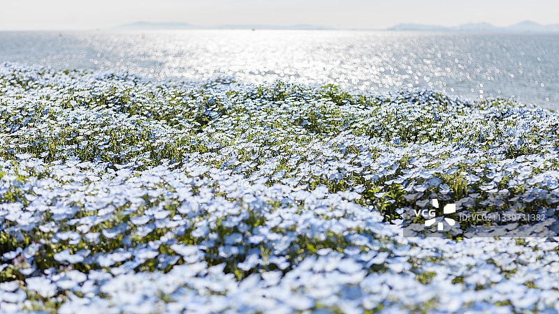 雪地白色开花植物特写，日本大阪图片素材