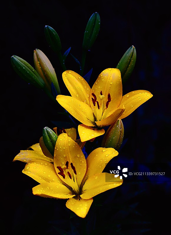 户外盛开的黄色百合花特写图片素材