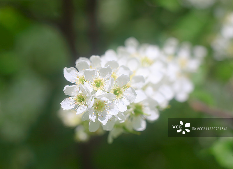 白色樱花的特写图片素材
