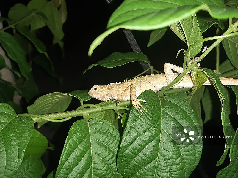 近距离观察植物上的鬣蜥图片素材