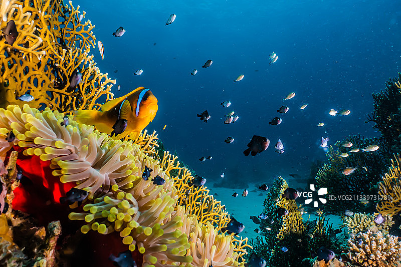 热带海水小丑鱼特写，以色列图片素材