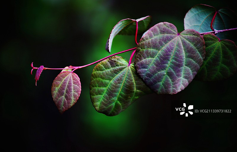 植物绿叶的特写图片素材