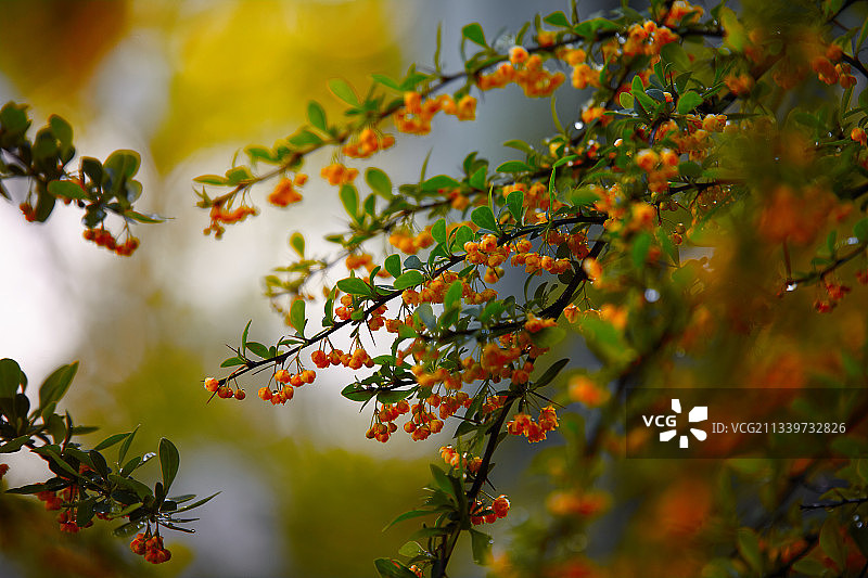 树木上的开花植物特写图片素材