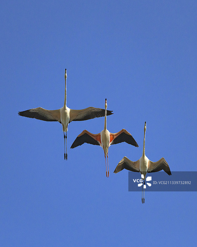 晴朗蓝天下飞翔的鸟群图片素材