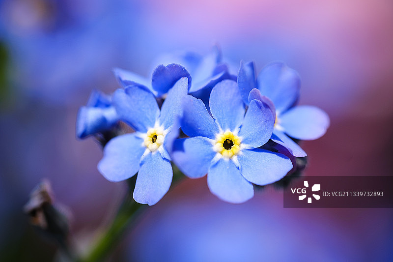 特写的紫色开花植物图片素材