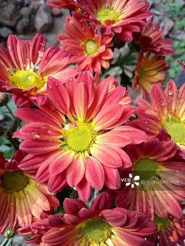 粉色开花植物特写，巴拉索尔，印度图片素材