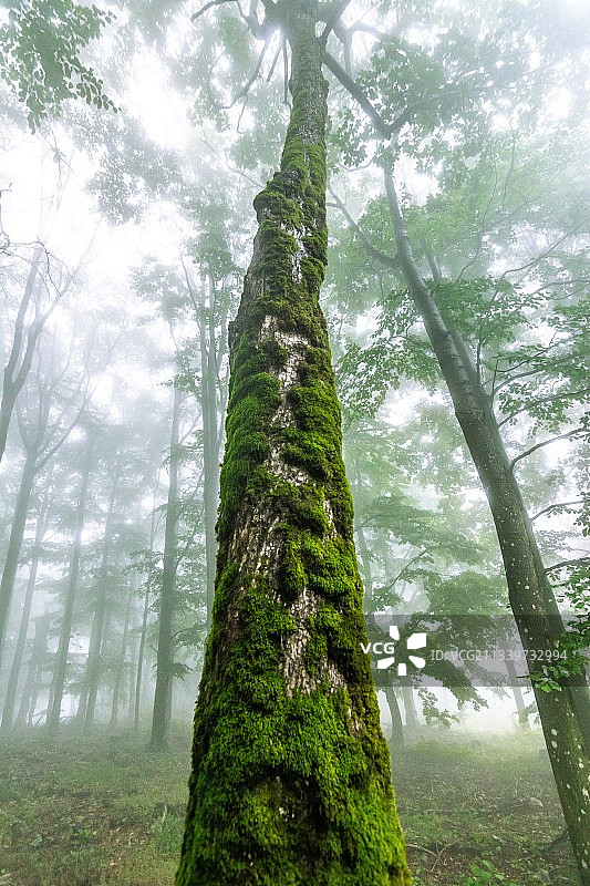 森林中树木的低角度景观，匈牙利赫维什图片素材