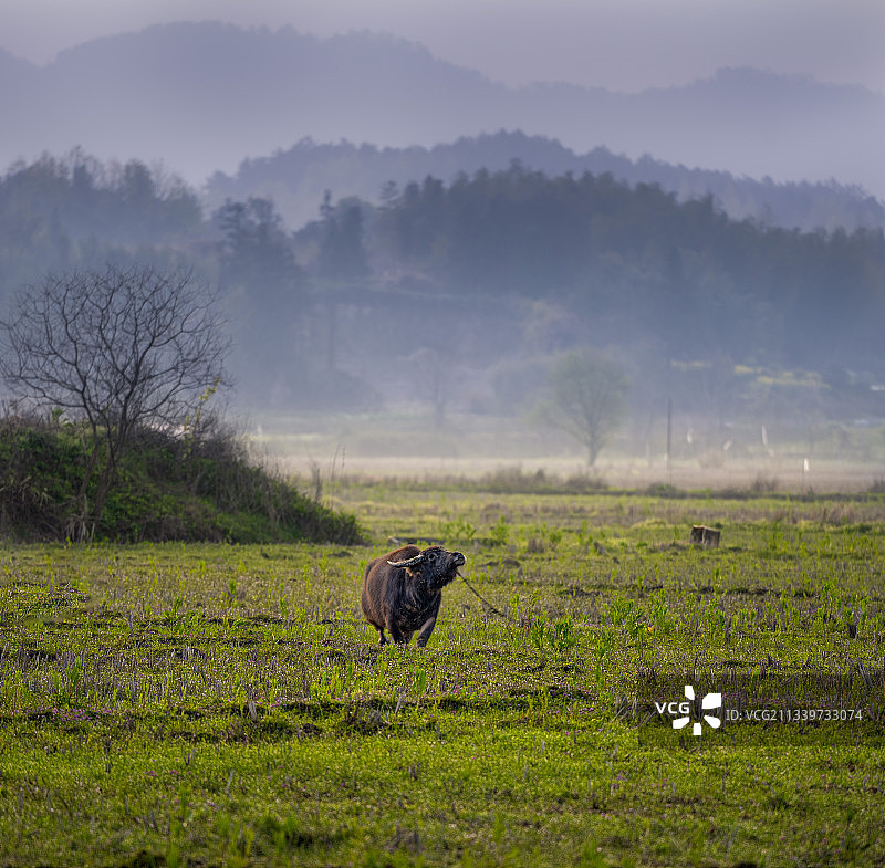 在山间吃草的牛图片素材