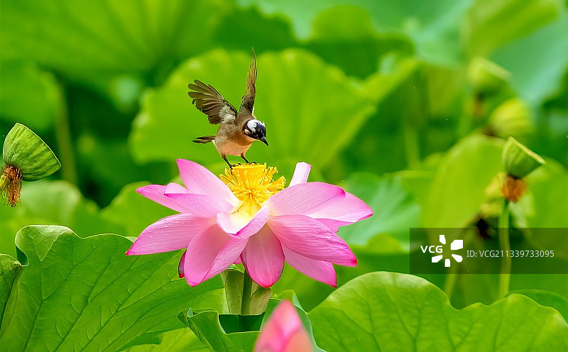鸟儿上红莲花图片素材