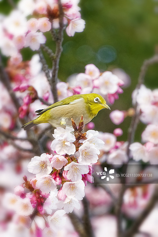 栖息在樱花上的鸟类特写图片素材