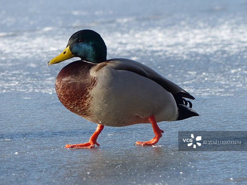 德国柏林湖中野鸭特写图片素材