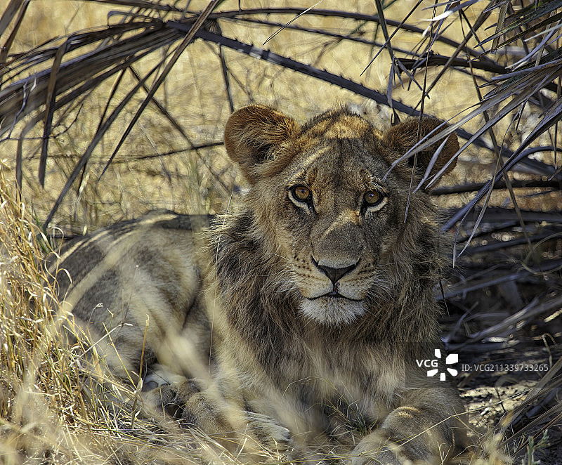 狮子肖像，博茨瓦纳图片素材