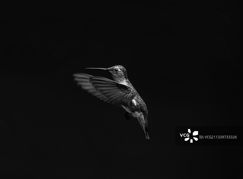 蓝宝石蜂鸟飞行特写，美国德克萨斯州奥斯汀图片素材