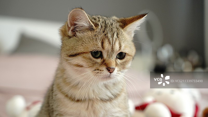 扭头猫特写图片素材