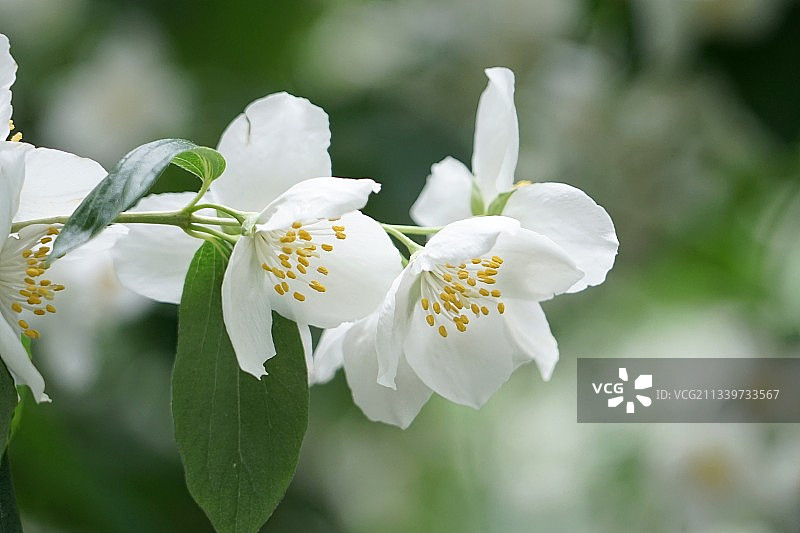 白色樱花特写，荷兰瓦赫宁根图片素材