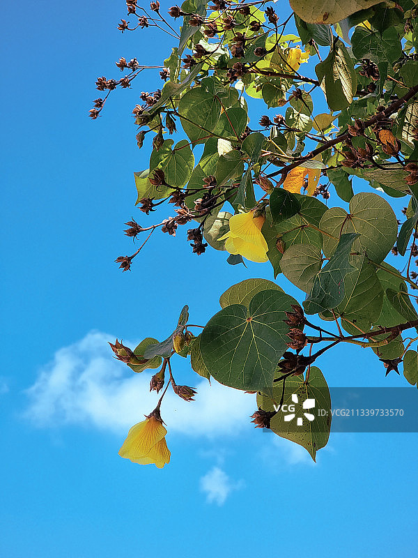 泰国：以蓝天为背景的树木的低角度视图图片素材