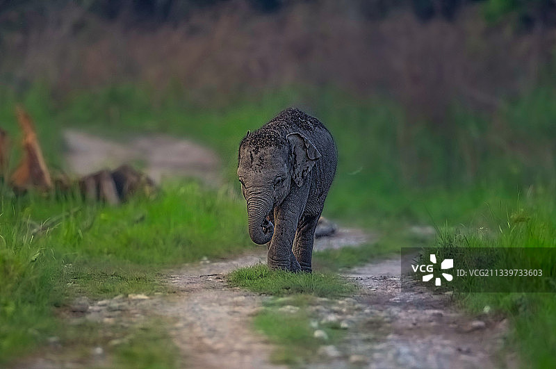 在印度马纳斯国家公园路上的宝宝图片素材