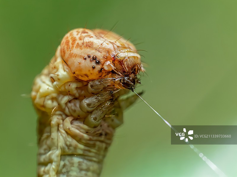 昆虫在植物上的特写图片素材