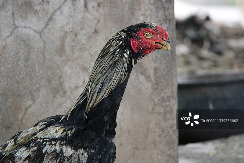 特写的公鸡图片素材