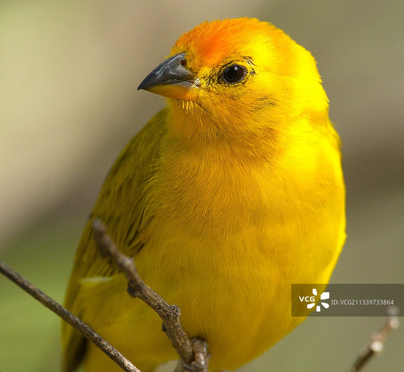 栖息在树枝上的鸣禽雀类特写，厄瓜多尔图片素材