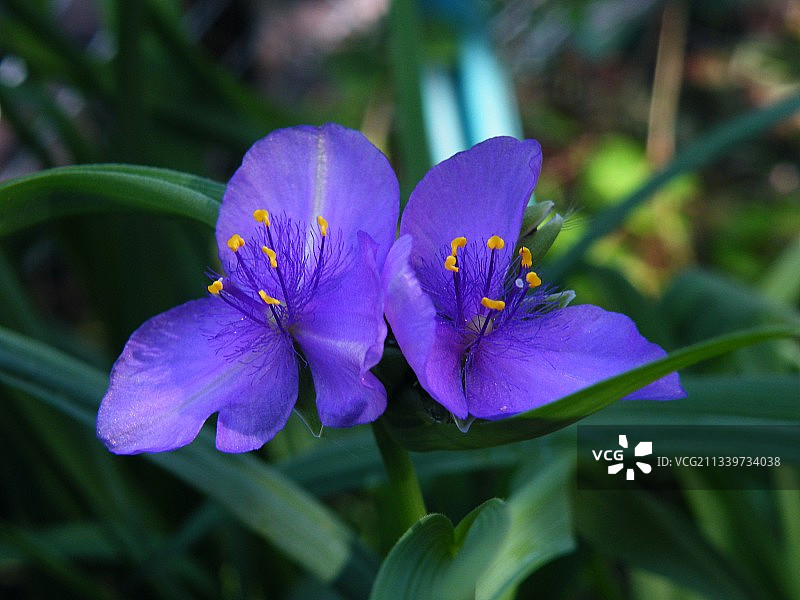 紫色番红花的特写图片素材