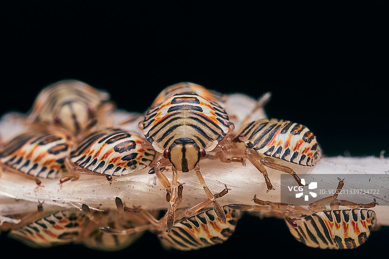 叶子上毛毛虫特写，布宜诺斯艾利斯，阿根廷图片素材
