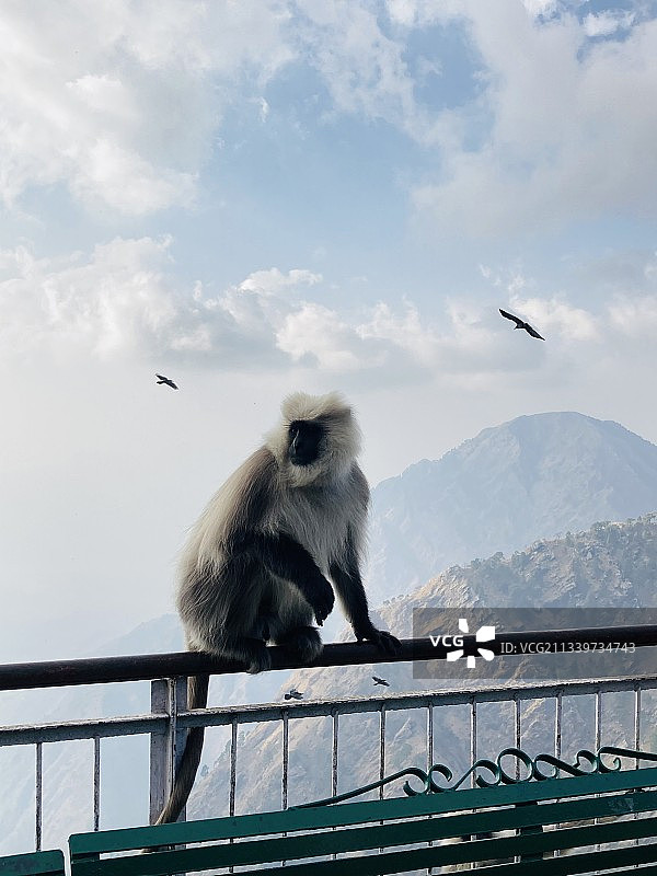 天空下，坐在栏杆上的长尾叶猴的仰视视角图片素材