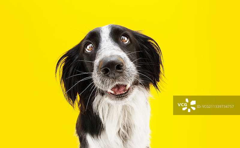 惹人喜爱的狗狗用温暖的眼神望着黄色背景图片素材