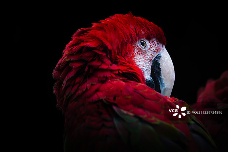 黑色背景上的金刚鹦鹉特写图片素材
