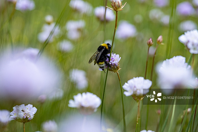 斯佩扎诺-德拉西拉花朵上采蜜的蜜蜂的近距离照片，意大利图片素材