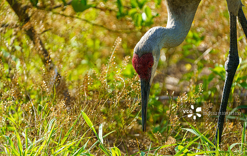 近摄鸟类在田野觅食，佛罗里达州坦帕市，美国图片素材