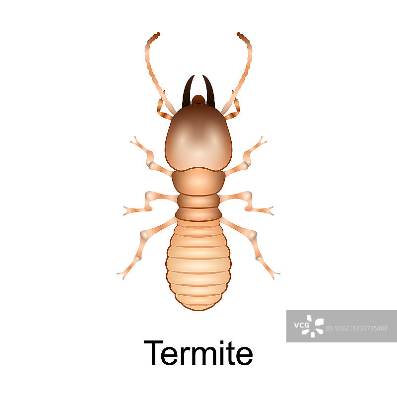 甲壳虫白蚁拟真图标图片素材