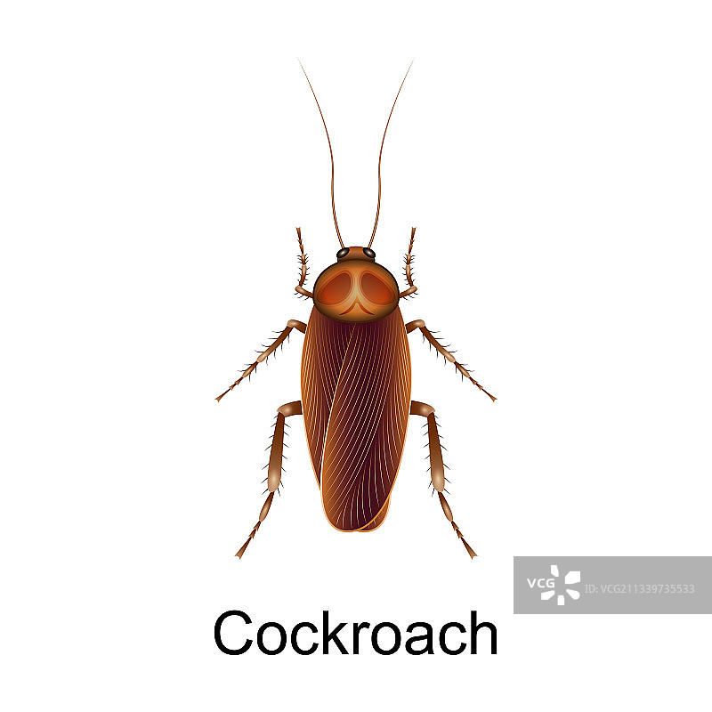 甲虫蟑螂写实图标图片素材