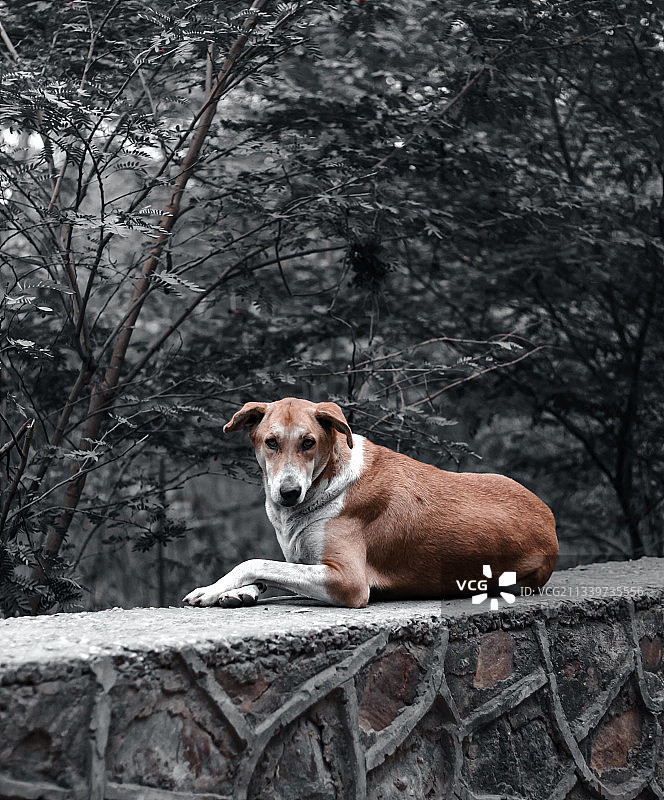 坐在挡土墙上的狗的肖像图片素材