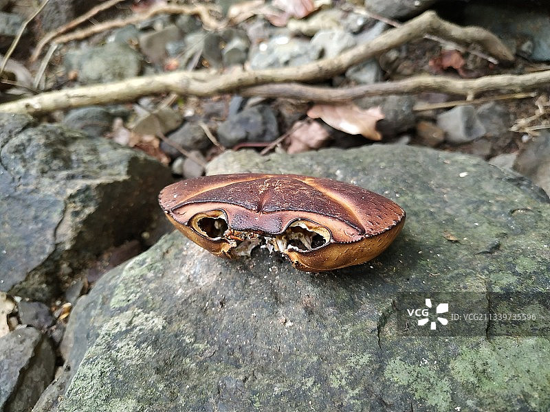 岩石上的青蛙特写，印度马哈拉施特拉邦赖加德图片素材