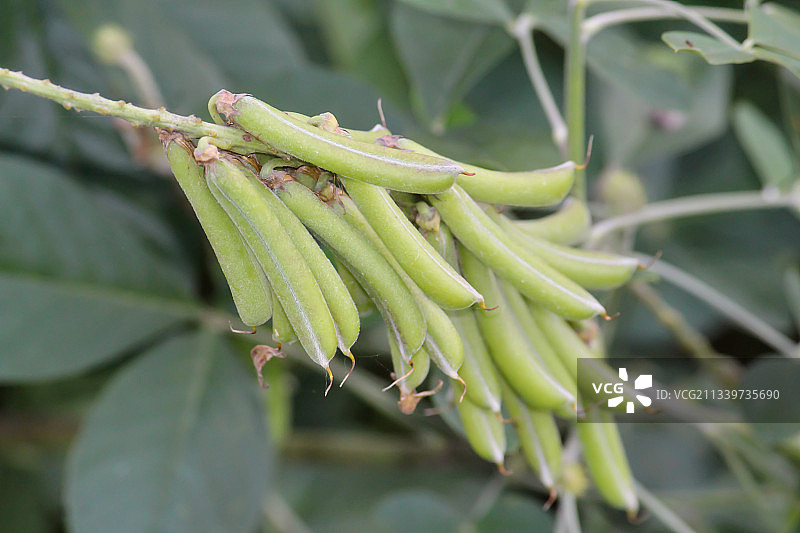 植物上生长的绿豆特写图片素材