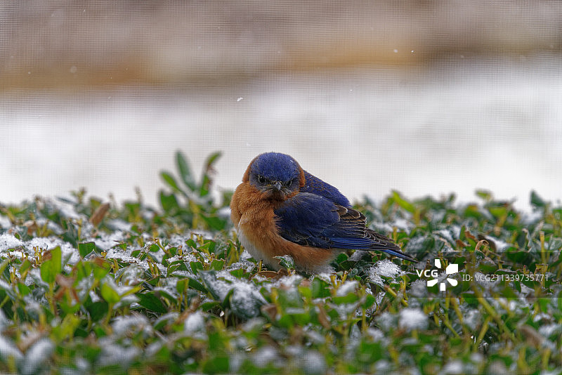 美国俄克拉荷马州摩尔栖息在田野上的鸣禽特写图片素材